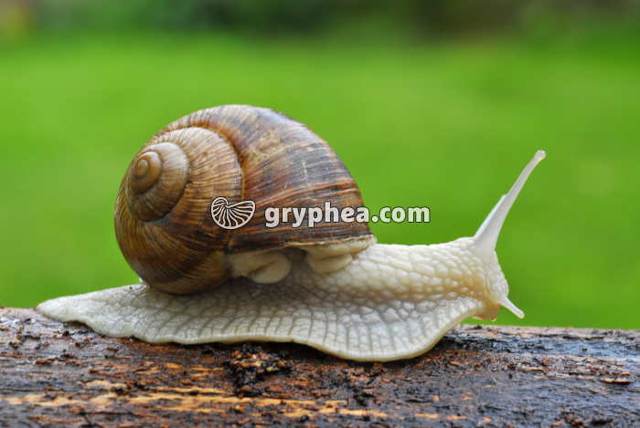 Escargot de Bourgogne (Helix pomatia) - vue latérale avec pneumostome ouvert - gryphea.org